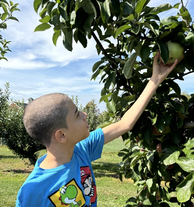 student picking apple from a tree