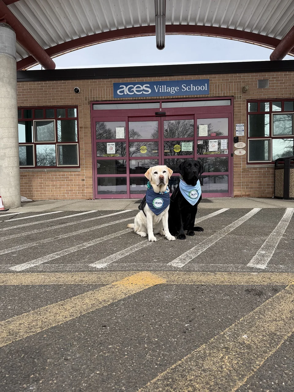 ACES Welcomes Lily, a Second Highly Trained Facility Dog, to Support Students and Staff